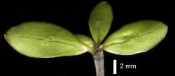 Image: D. Glenny, J. Cruickshank © Landcare Research 2014 